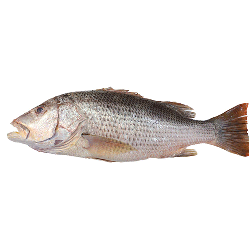 Poisson Sompatte en gros