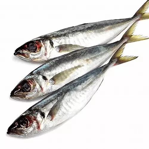 Poisson Chinchard, Apollo