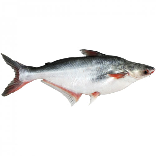 Poisson Machoiron Surgelé – Chair Tendre et Goût Prononcé